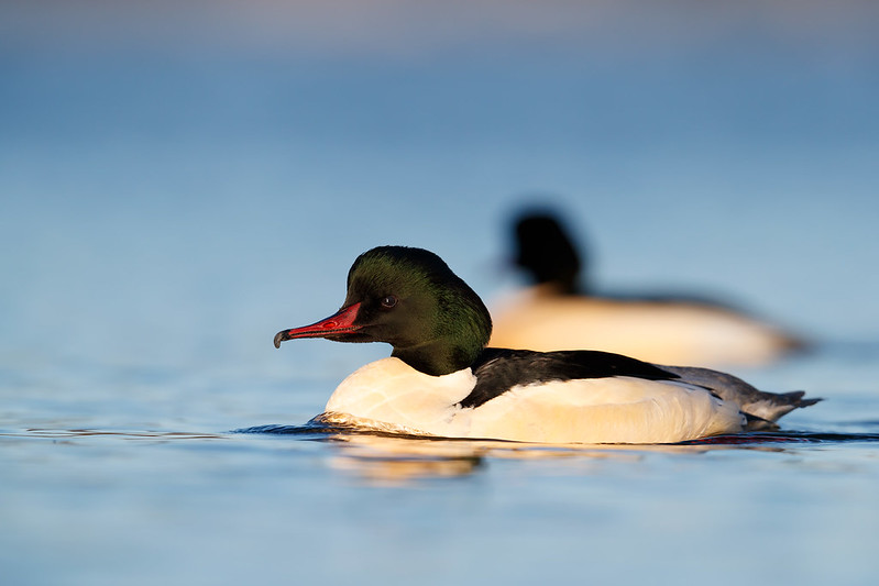 Mergus merganser | Common Merganser | storskrake