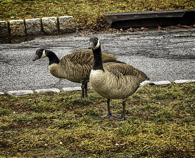 two geese