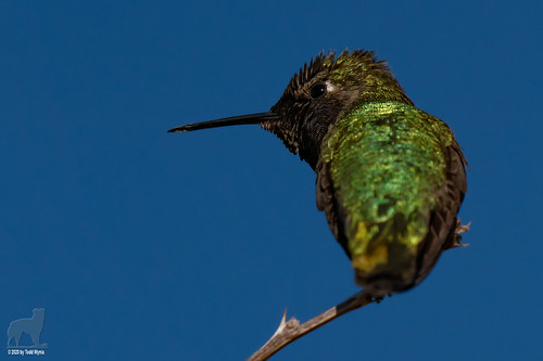 annashummingbird iridescence