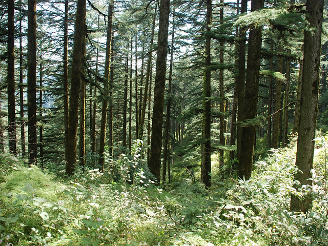 Forest Behind Camp 4