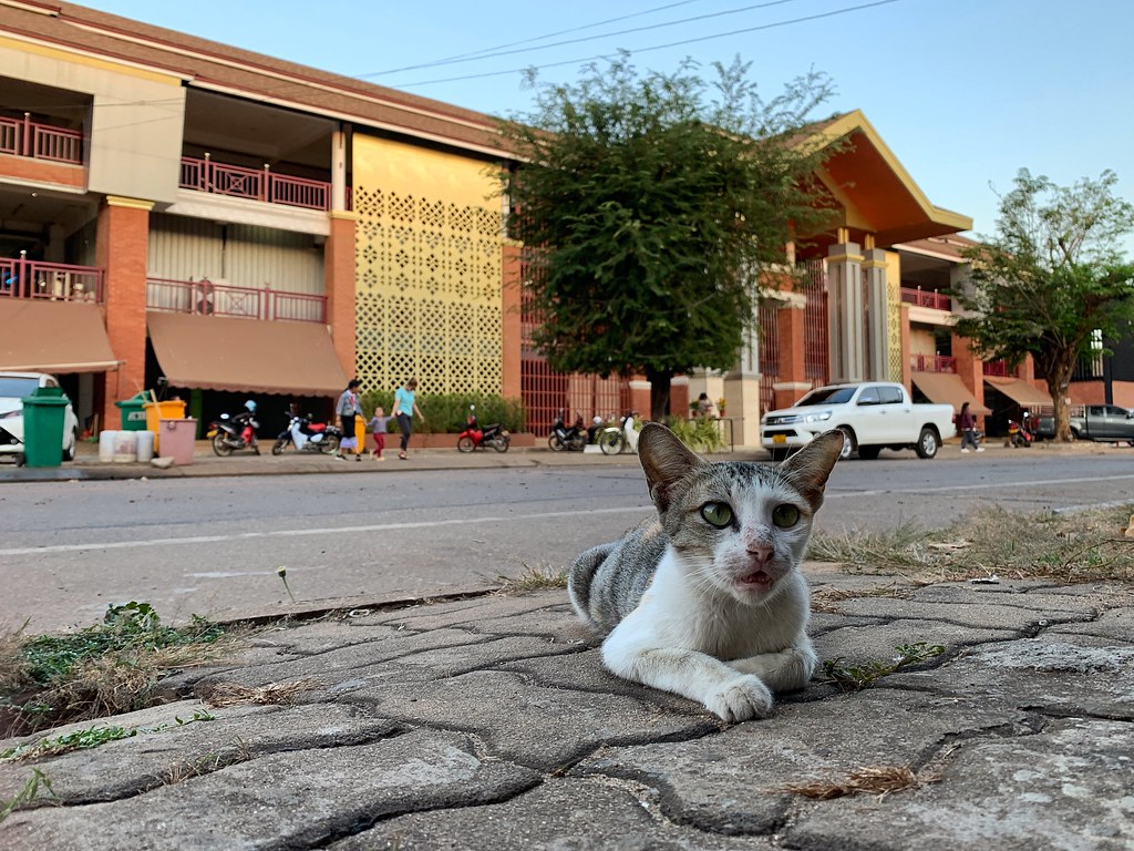 Pakse - Laos - Kitten