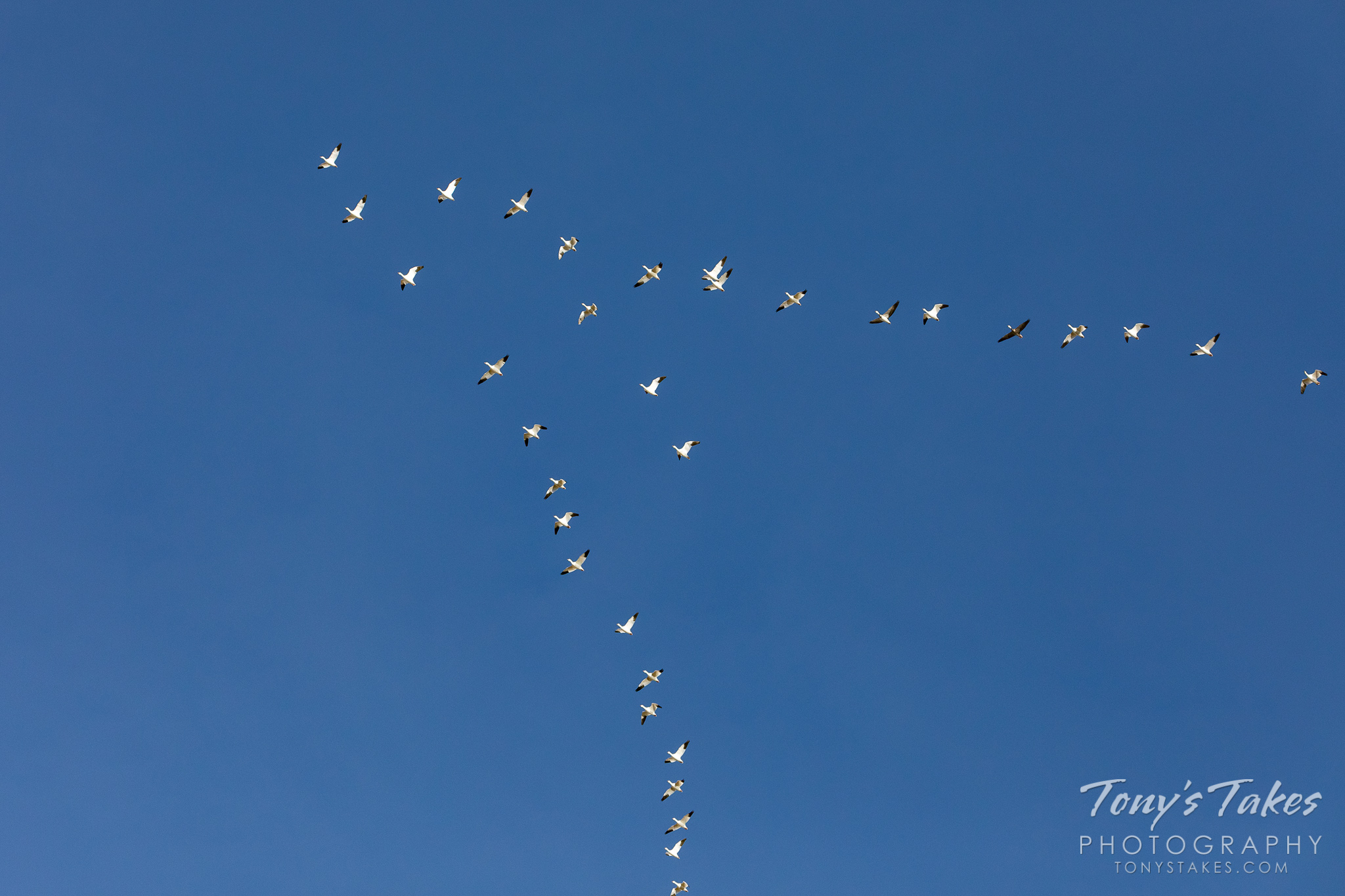 Snow geese in the skies over eastern Colorado as they migrate north. (© Tony’s Takes)