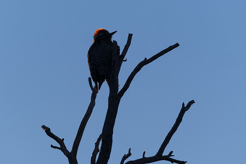 ladderbackedwoodpecker bird wildlife tree perching backlit sunrise chuckwagontrail brownsranch mcdowellsonoranpreserve scottsdale arizona desert sonorandesert