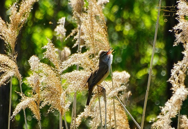 Great reed warbler (trzciniak)