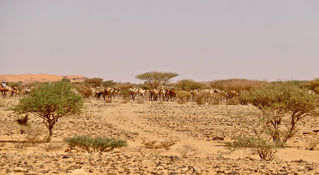 Camel caravan, Sudan, North-east Africa