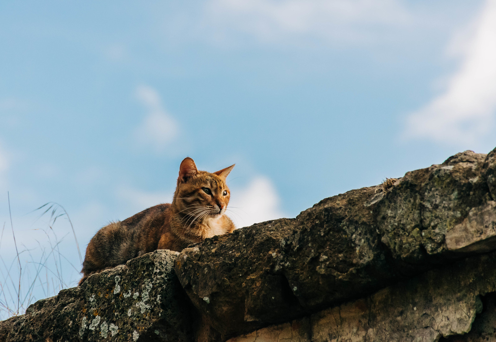 A local cat sunning on a stone wall in Sorano, one of the best places to visit in Tuscany