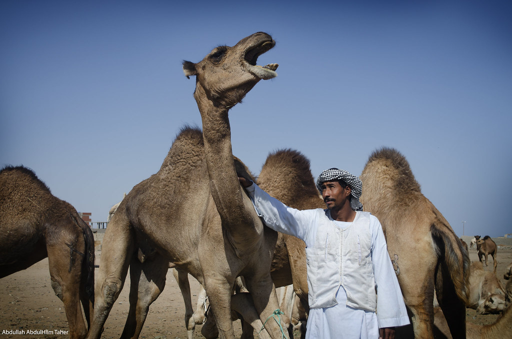 Camel market Al Shalateen