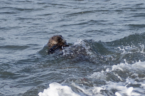 Sea otter | Sea otter off the coast of Bering Island. | Dmitri Strakhov ...