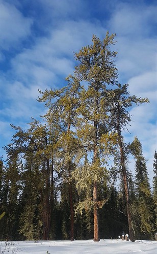 A living forest...20200210_112914 | by Sparkes.CA