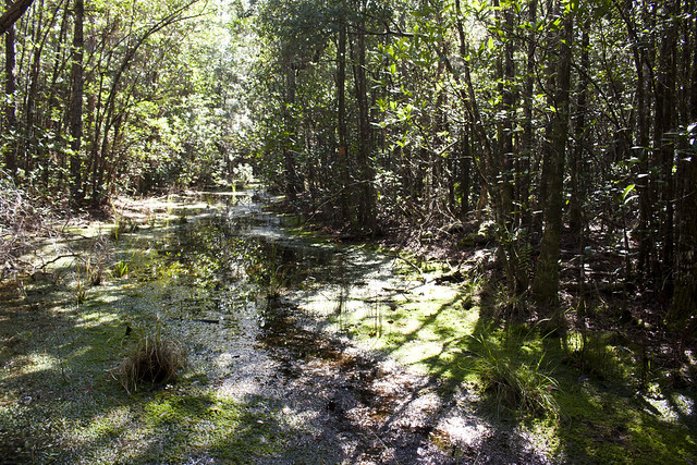 Forested Wetland, Florida Trail