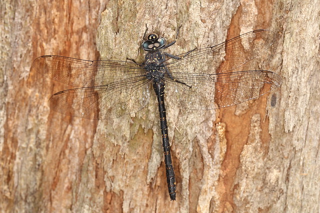 IMG_5806ME  Western Darner Dragonfly: Austroaeschna anacantha