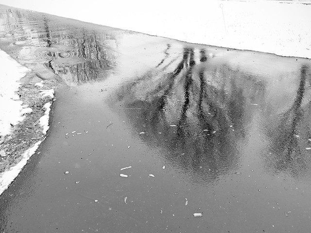Tree Reflection in Snowmelt