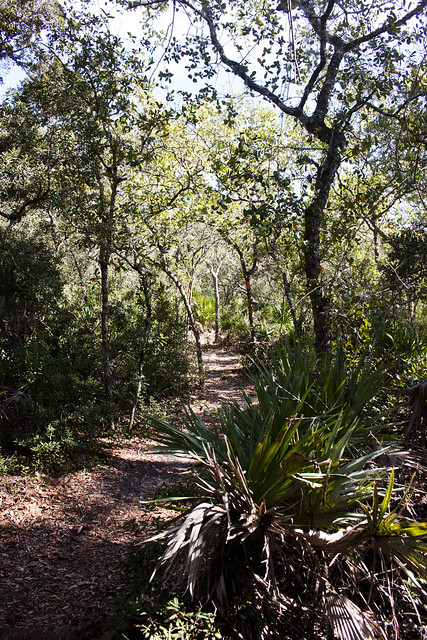 Florida Trail Chuluota Wilderness