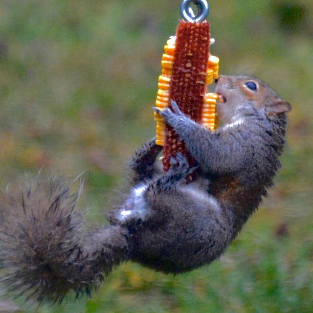 Squirrelly Snack