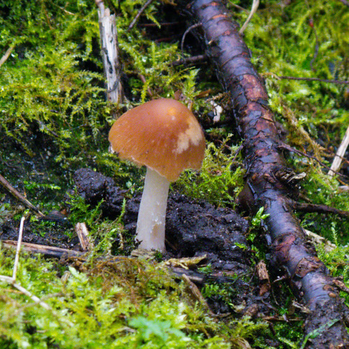 Lone tiny mushroom in moss