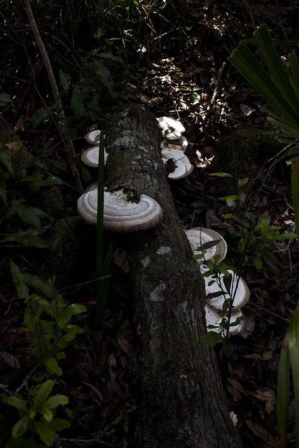 Bracket Fungi, Florida Trail