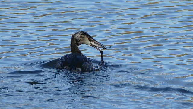 Great Crested Grebe with a caught fish in beak  (full screen please)
