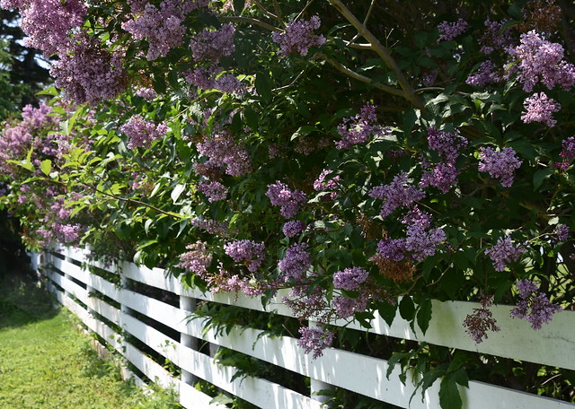 flowery fence