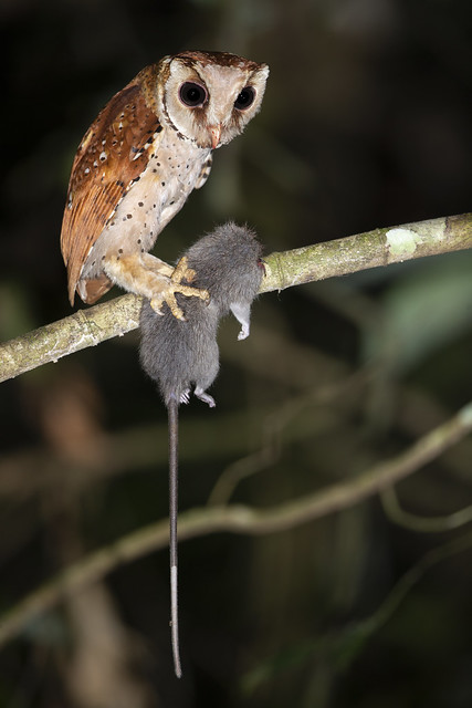 Oriental Bay Owl - Phodilus badius