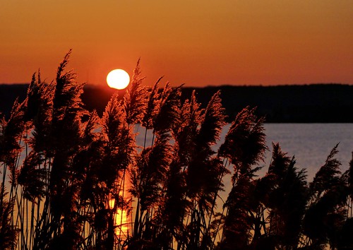 sunset sun sundown red reeds lake water evening altmühlsee mittelfranken