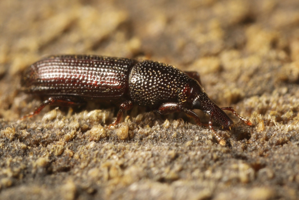 2L2A8099 weevil