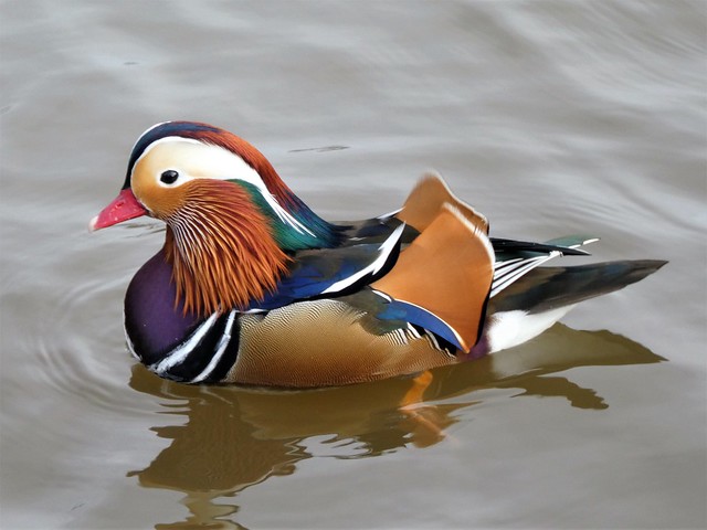 Mandarin duck, Bushy Park