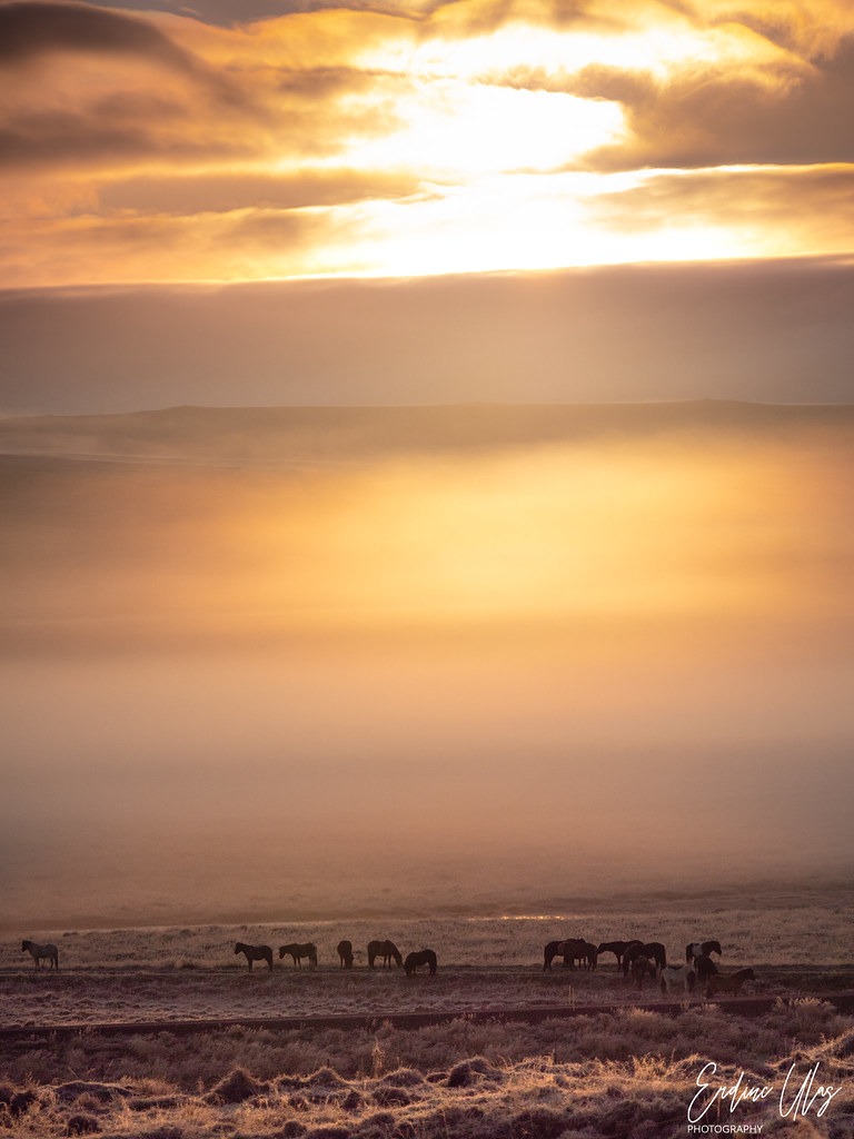 Wild horses, Iceland