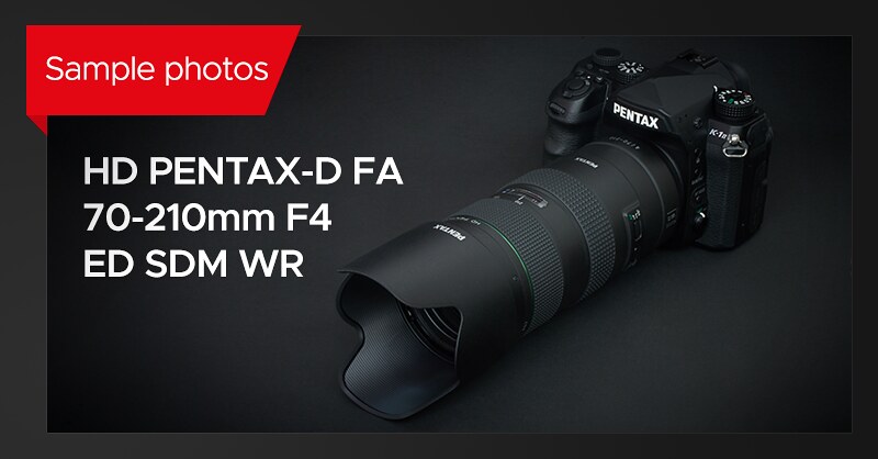 HD PENTAX-D FA 70-210mm F4 ED SDM WR + PENTAX K-1 II (Sample photos)