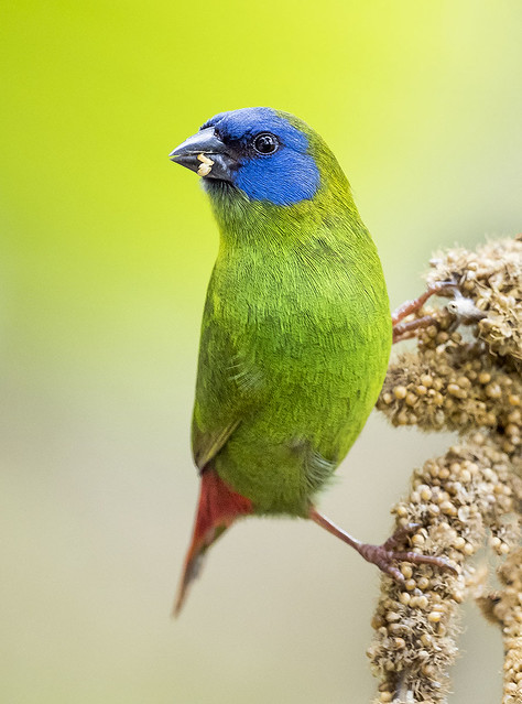 Blue Faced Parrot Finch, Wings of the Tropics, Fairchild Tropical Botanic Garden.