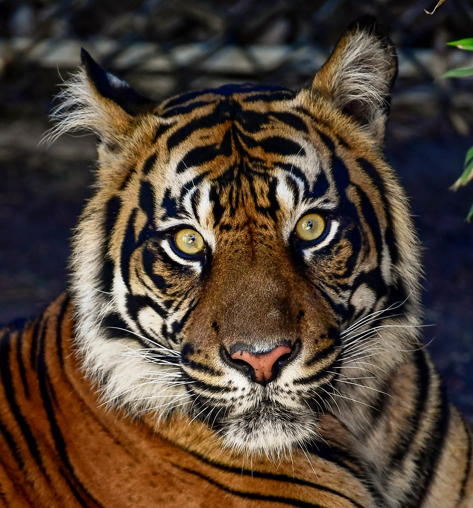 JoAnne - Sumatran tiger