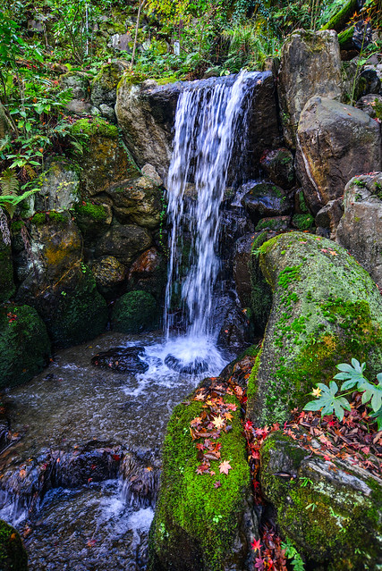 Small waterfall in a creek in a Japanese forest