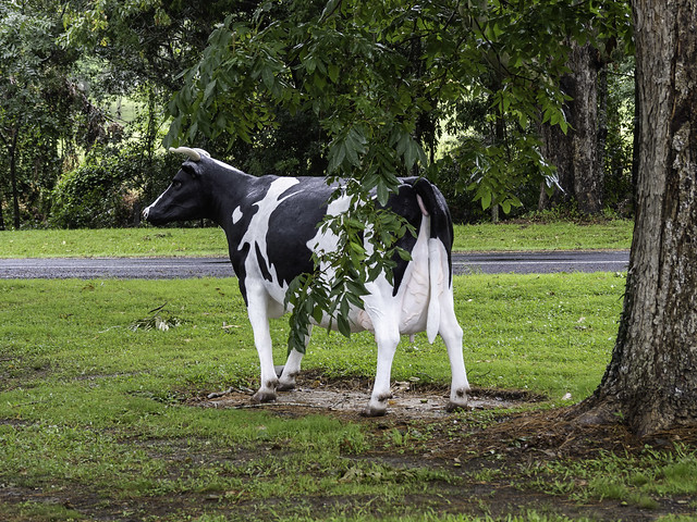 Bellingen NSW - Cow-art