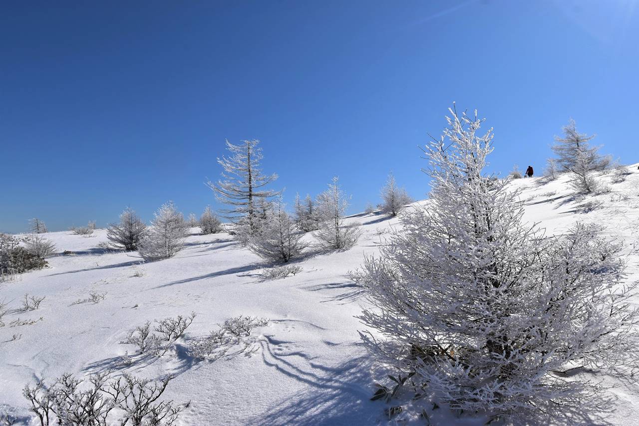 冬の鉢伏山登山　雪原と霧氷風景