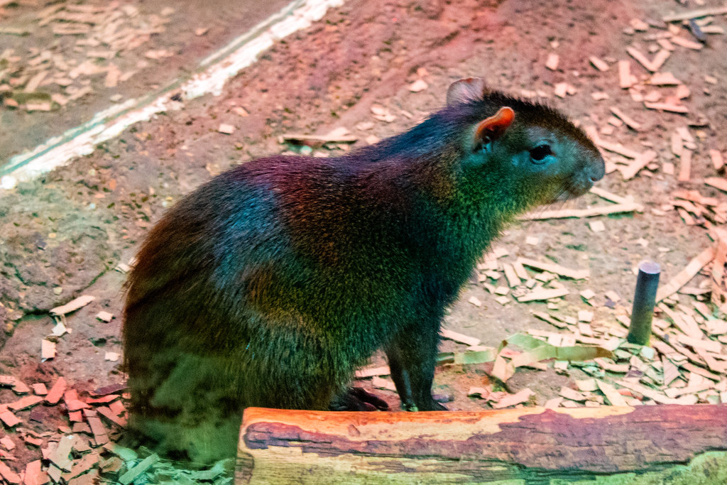 Red-rumped agouti