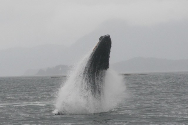 Breaching Humpback Whale, Auke Bay, Juneau, Alaska USA 20150728