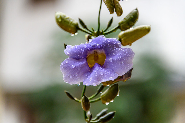 Flower with raindrops - 2969