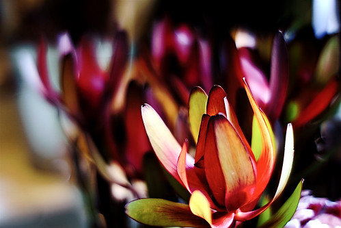 flower flowers flor flores fiore fiori nature naturaleza natura leaf leaves leucadendron color colour colores colours colors green verde red rojo yellow amarillo dark light shadow shadows dof depth depthoffield bokeh outside outdoor