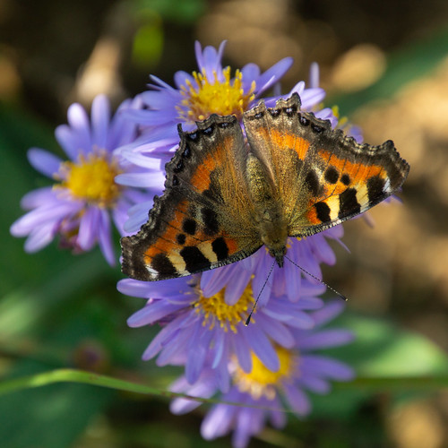 2019 india indiantortoiseshell butterfly purpleflower bageshwar uttarakhand