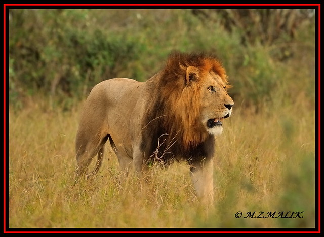 THE YOUNG KING OF JUNGLE (Panthera leo)....MASAI MARA....SEPT 2013
