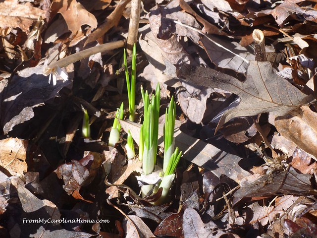 February in the Garden at FromMyCarolinaHome.com