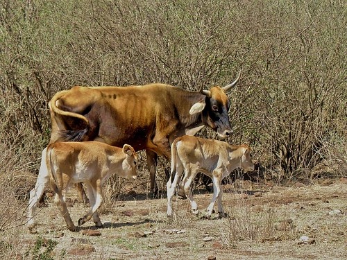 vacas cattle cows becerros calves olympussp570uz