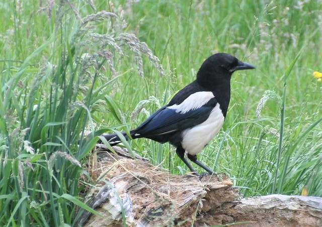 Magpie, Whipsnade Zoo 20140622