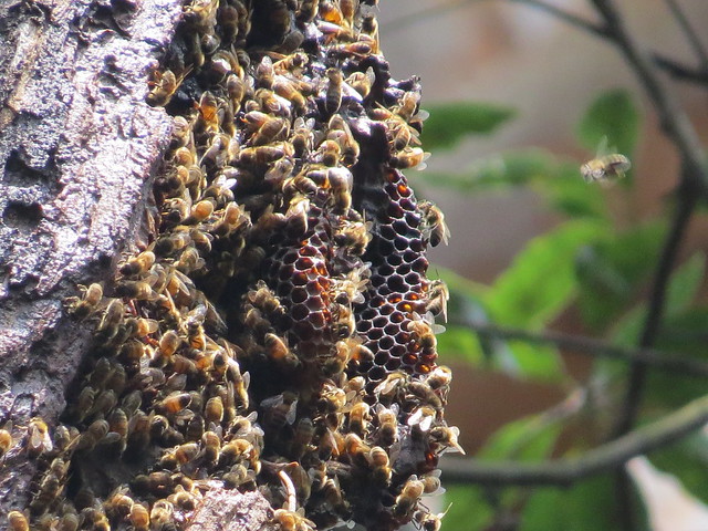 European Honeybees Tambourine bay