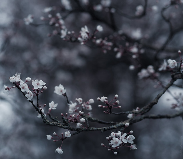 Blossom Arm (15-02-2020) by DillenvanderMolen #FlowersByColors #MrOfColorsPhotography