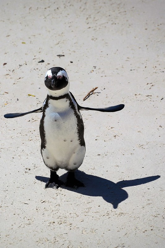 Etelä-Afrikka Kapkaupungin pingviinit