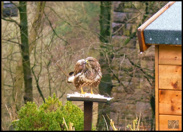 Its taken awhile but finally we tempted a buzzard into our garden,