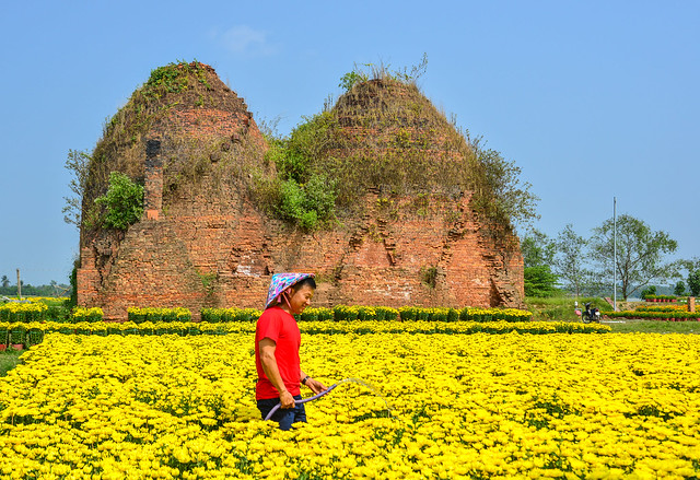 Asian farmer working on flower field