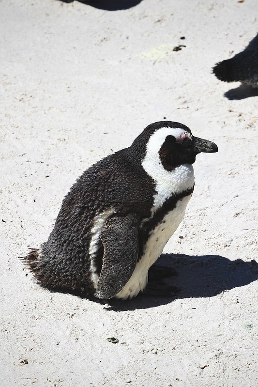 Etelä-Afrikka Kapkaupungin pingviinit