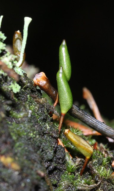 Mature and immature capsules of green shield-moss Buxvaumia viridis