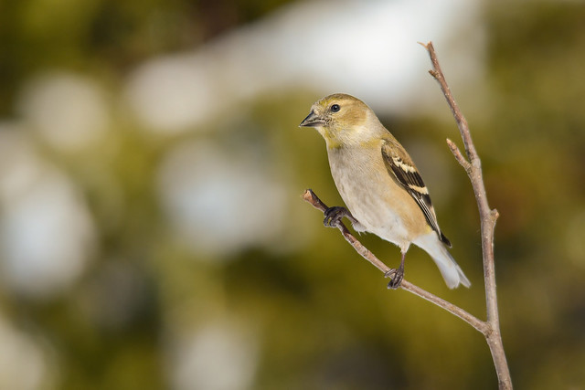 Chardonneret jaune/American goldfinch